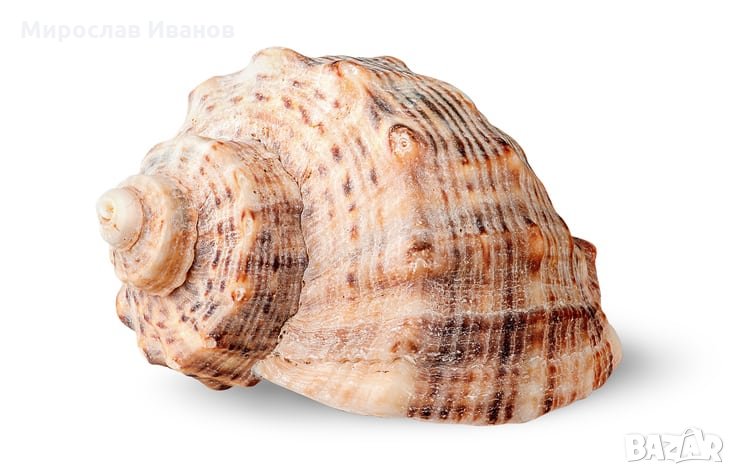 4ерноморски рапан , снимка 1