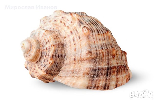 4ерноморски рапан , снимка 1