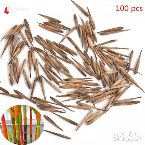100 броя бамбукови семена от Декоративен бамбук Moso Bamboo лилав зелен цветен , снимка 6 - Сортови семена и луковици - 23954889