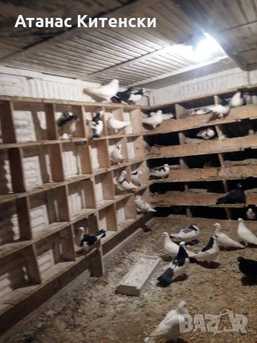 ПРОДАВАМ пазарджишки високо летачи-гълъби!, снимка 15 - Гълъби - 24799309