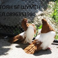 ПРОДАВАМ БГ ОГЛЕДАЛНИ РОЛЕРИ, снимка 1 - Гълъби - 17554546