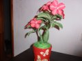 Цветя от хартия-Адениум, Пустинна роза, снимка 3