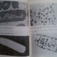 Книги за биология и медицина: „Милиарди микроби“ – автор Курт Е.Линднер, снимка 12 - Енциклопедии, справочници - 23429622