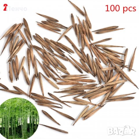 100 броя бамбукови семена от Декоративен бамбук Moso Bamboo лилав зелен цветен , снимка 4 - Сортови семена и луковици - 23954889