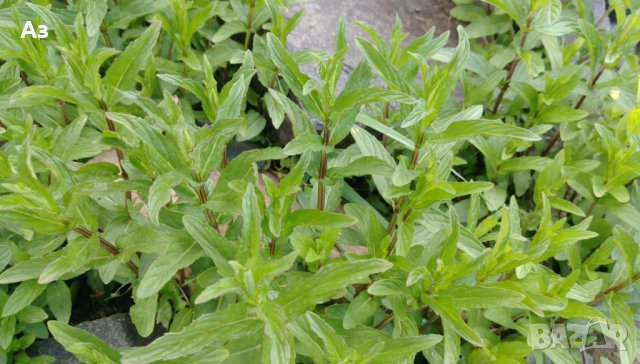 продавам ароматен джоджен - корени със стъбла и листа, снимка 10 - Сортови семена и луковици - 25182514