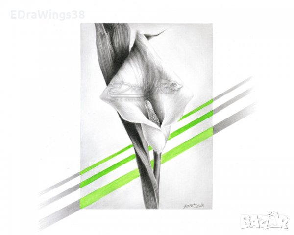 Картина "Цвете Кала" Рисунка с молив и акварел, снимка 2 - Картини - 22223900