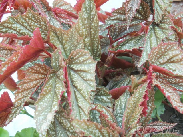 продавам цветя Бегонии Тамая - височина 40 см (мерено без саксията), снимка 10 - Стайни растения - 17533507