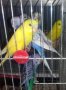 Вълнист папагал, снимка 1 - Папагали - 21935782
