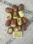 Продавам хинап(китайска фурма) фиданки и плод, сорт Ли и Ланг, снимка 6