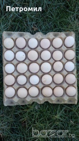 Яйца от Черна Шуменска кокошка , снимка 7 - Кокошки и пуйки - 20271982