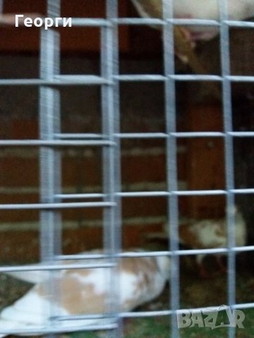 гугутки, снимка 8 - други­ - 25719703