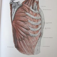 1971г. Медицинска Книга Анатомичен Атлас Том1-ви, снимка 14 - Други - 25936774