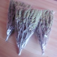 Мурсалски чай реколта 2023, снимка 9 - Сортови семена и луковици - 21415669