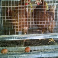 Клетки за пъдпъдъци и кокошки, снимка 11 - Кокошки и пуйки - 17328354