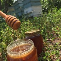 Мед (домашен, натурален, многоцветен букет), снимка 8 - Пчелни продукти - 22186355