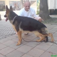 Развъдник за Немско Овчарско Куче, снимка 10 - Немска овчарка - 6908475