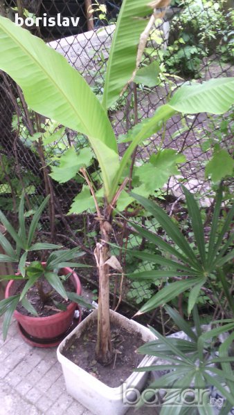 Банани, снимка 1