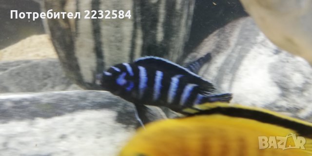 Рибки Африкански цихлиди!, снимка 5 - Рибки - 25023337