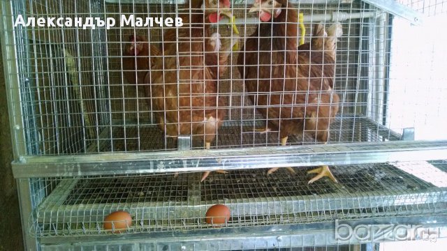 Клетки за пъдпъдъци и кокошки, снимка 11 - Кокошки и пуйки - 17328354