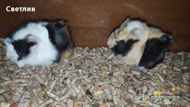 морски свинчета, снимка 3 - Други животни - 12973727