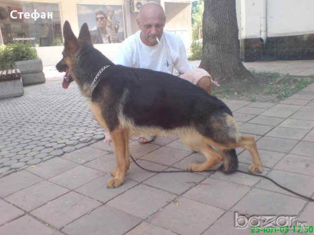 Развъдник за Немско Овчарско Куче, снимка 9 - Немска овчарка - 4605308