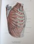 1971г. Медицинска Книга Анатомичен Атлас Том1-ви, снимка 14