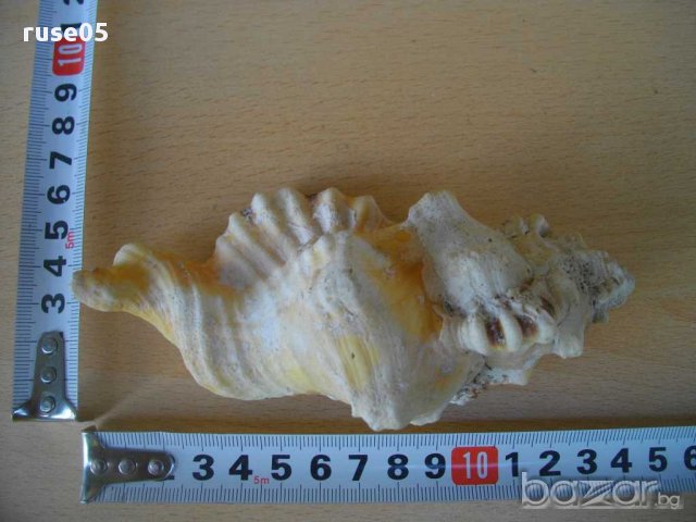 Раковина - 9, снимка 4 - Други ценни предмети - 14605420