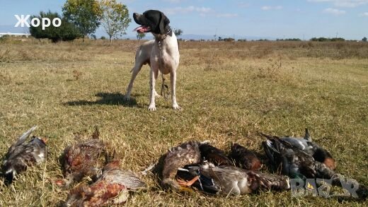 Пойнтер, снимка 4 - Пойнтер - 22943476