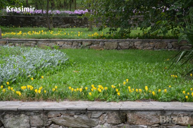 Жълт есенен минзухар,лилиум/крин , снимка 4 - Градински цветя и растения - 24671549