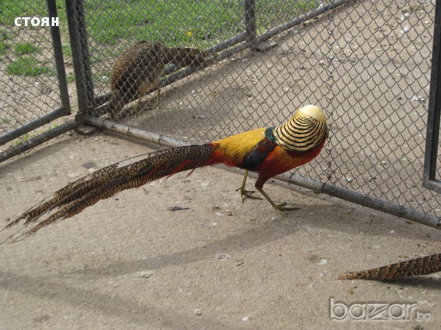 РАБОТЕЩИ ЗЛАТНИ ФАЗАНИ