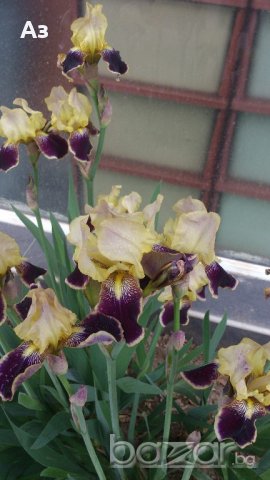 продавам луковици на цветя Ирис - 10 вида български редки сортове, снимка 5 - Сортови семена и луковици - 18321374