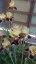 продавам луковици на цветя Ирис - редки сортове, снимка 5