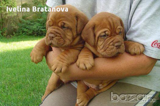 Френски мастиф-Дог де бордо с родословие, снимка 2 - Мастиф - 12445901