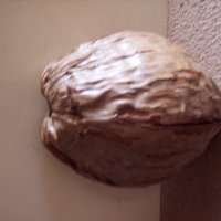 Голям сух кокосов орех продавам, разменям  , снимка 4 - Други - 19754428