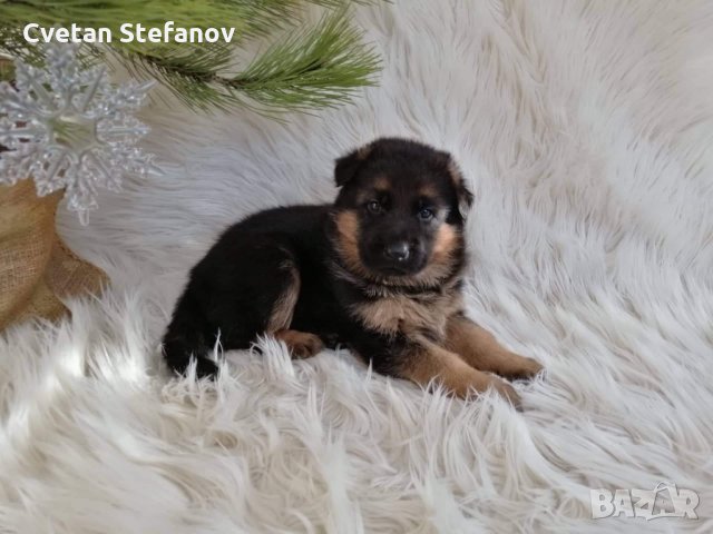 Развъдник за чистокръвни немски овчарки, снимка 13 - Немска овчарка - 15004158