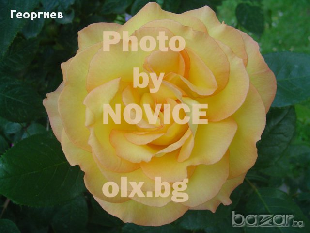 Селекция рози, снимка 2 - Стайни растения - 11542826