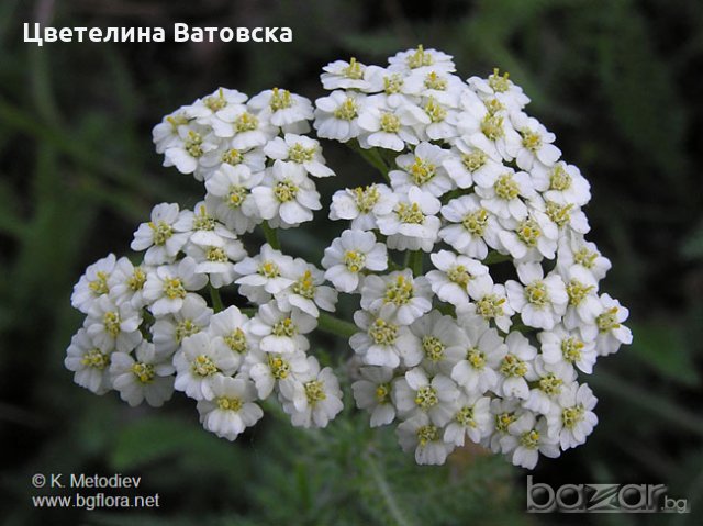 Продавам семена и разсад бял равнец сорт Проа , лайка, маточина