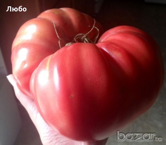 Разсад и семена от   домат -Италианско дърво, снимка 2 - Сортови семена и луковици - 11527501