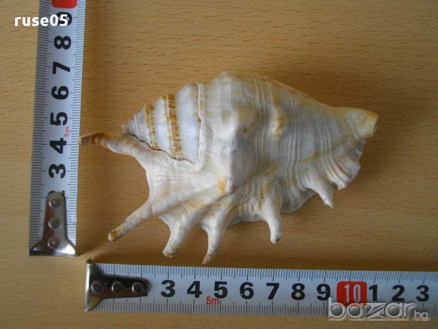 Раковина - 12, снимка 5 - Други ценни предмети - 14625351