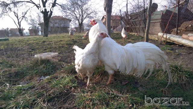 Sergiev Farm продава пилета и яйца от различни видове кокошки, снимка 11 - Кокошки и пуйки - 13584889