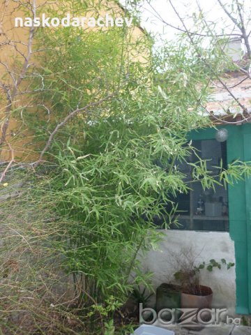 Юка, агаве, столетник, столистник вечно зелени и студоустойчиви, снимка 12 - Градински цветя и растения - 20855544