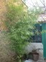 Юка, агаве, столетник, столистник вечно зелени и студоустойчиви, снимка 12
