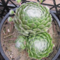 Паяжинест семпервивум, снимка 1 - Градински цветя и растения - 13932033