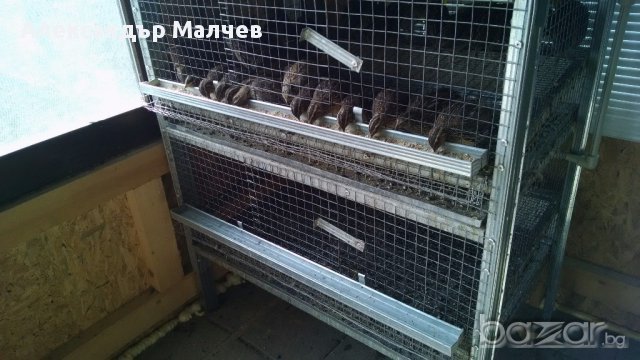 Клетки за пъдпъдъци и кокошки, снимка 8 - Кокошки и пуйки - 17328354