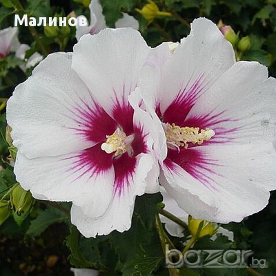 Бяла дървесна ружа/ китайска роза / хибискус, снимка 2 - Градински цветя и растения - 11542804