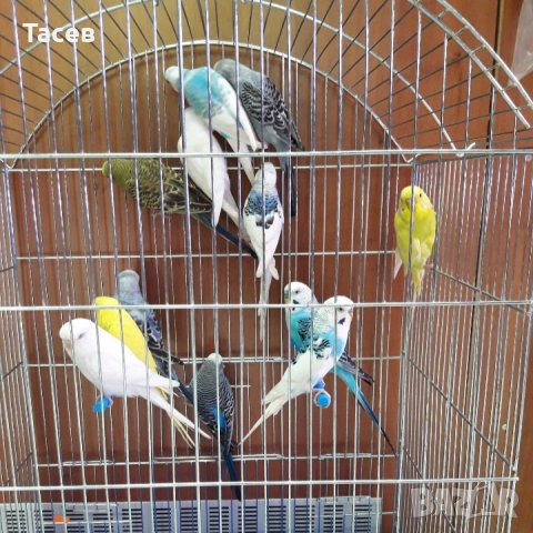 Вълнисти папагалчета, снимка 1 - Папагали - 26041030
