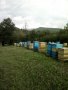 Пчелен мед от Балкана! Български пчелен мед "Горски букет", снимка 3