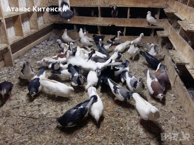ПРОДАВАМ пазарджишки високо летачи-гълъби!, снимка 8 - Гълъби - 24799309