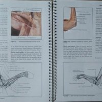 Numan Anatomy Laboratory Textbook 1993 г., снимка 3 - Специализирана литература - 25996579