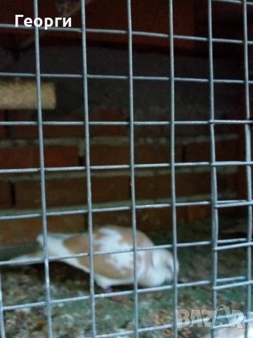 гугутки, снимка 4 - други­ - 25719703